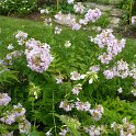 Saponaria officinalis 'Rosea Plena'